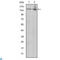 c-Kit antibody, LS-C812547, Lifespan Biosciences, Western Blot image 