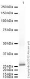 PRP antibody, ab52604, Abcam, Western Blot image 