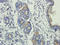 Band 3 anion transport protein antibody, orb336872, Biorbyt, Immunohistochemistry paraffin image 