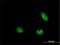 Pim-1 Proto-Oncogene, Serine/Threonine Kinase antibody, H00005292-M02, Novus Biologicals, Immunofluorescence image 