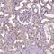 Ubiquilin 4 antibody, PA5-63986, Invitrogen Antibodies, Immunohistochemistry paraffin image 