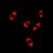 Cilia And Flagella Associated Protein 20 antibody, orb341240, Biorbyt, Immunocytochemistry image 