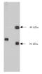 Neural Proliferation, Differentiation And Control 1 antibody, AM05343PU-N, Origene, Western Blot image 