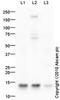 Arachidonate 5-Lipoxygenase Activating Protein antibody, ab85227, Abcam, Western Blot image 