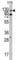 ABL Proto-Oncogene 1, Non-Receptor Tyrosine Kinase antibody, abx033626, Abbexa, Western Blot image 
