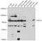 Spartin antibody, 18-028, ProSci, Western Blot image 