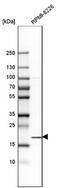 Signal sequence receptor subunit gamma antibody, NBP1-80667, Novus Biologicals, Western Blot image 