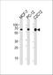 SRC-1 antibody, A00107, Boster Biological Technology, Western Blot image 