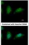 Zinc Finger HIT-Type Containing 2 antibody, PA5-29483, Invitrogen Antibodies, Immunofluorescence image 