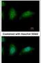 Zinc finger HIT domain-containing protein 2 antibody, PA5-29483, Invitrogen Antibodies, Immunofluorescence image 