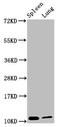 S100 Calcium Binding Protein A8 antibody, LS-C370278, Lifespan Biosciences, Western Blot image 