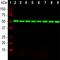 Tubulin Beta 1 Class VI antibody, NBP2-50047, Novus Biologicals, Western Blot image 