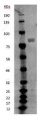 MX Dynamin Like GTPase 2 antibody, NBP1-81018, Novus Biologicals, Western Blot image 