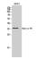 Ephrin B3 antibody, STJ92961, St John