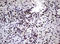 Nibrin antibody, LS-C789241, Lifespan Biosciences, Immunohistochemistry frozen image 