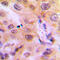Cytochrome P450 2J2 antibody, GTX56291, GeneTex, Immunohistochemistry paraffin image 