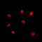 RAD21 Cohesin Complex Component antibody, orb318793, Biorbyt, Immunofluorescence image 