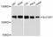 Solute Carrier Family 12 Member 7 antibody, abx126558, Abbexa, Western Blot image 