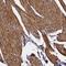 RERG antibody, HPA041387, Atlas Antibodies, Immunohistochemistry frozen image 