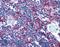 CD74 Molecule antibody, LS-B1963, Lifespan Biosciences, Immunohistochemistry frozen image 