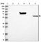 Myotilin antibody, NBP1-87851, Novus Biologicals, Western Blot image 