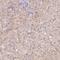 CKLF Like MARVEL Transmembrane Domain Containing 8 antibody, NBP2-31594, Novus Biologicals, Immunohistochemistry frozen image 