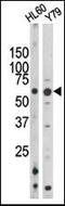 RAD9 Checkpoint Clamp Component A antibody, PA5-12670, Invitrogen Antibodies, Western Blot image 