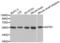 Somatostatin Receptor 1 antibody, LS-C332496, Lifespan Biosciences, Western Blot image 