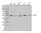 Eukaryotic Translation Initiation Factor 5 antibody, A04623-2, Boster Biological Technology, Western Blot image 