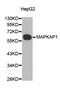 MAPK Associated Protein 1 antibody, MBS129012, MyBioSource, Western Blot image 