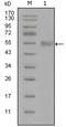 Synaptotagmin 1 antibody, abx011587, Abbexa, Enzyme Linked Immunosorbent Assay image 