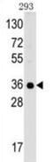 Complement C1q Binding Protein antibody, abx033710, Abbexa, Western Blot image 