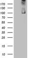 Tripartite Motif Containing 56 antibody, TA808934S, Origene, Western Blot image 