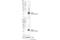 Ubiquitin D antibody, 76194S, Cell Signaling Technology, Western Blot image 