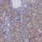 Centrosomal Protein 128 antibody, HPA001116, Atlas Antibodies, Immunohistochemistry paraffin image 