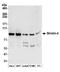 Striatin 4 antibody, A304-573A, Bethyl Labs, Western Blot image 