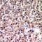 Ferredoxin Reductase antibody, LS-C667924, Lifespan Biosciences, Immunohistochemistry paraffin image 