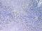 Interleukin 33 antibody, A00113-2, Boster Biological Technology, Immunohistochemistry frozen image 