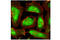 Heat Shock Protein 90 Alpha Family Class A Member 1 antibody, 4877S, Cell Signaling Technology, Immunocytochemistry image 