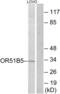 Olfactory Receptor Family 51 Subfamily B Member 5 antibody, abx015505, Abbexa, Western Blot image 