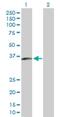 Solute Carrier Family 25 Member 40 antibody, H00055972-B01P, Novus Biologicals, Western Blot image 