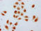 Histone Cluster 1 H1 Family Member C antibody, LS-C676765, Lifespan Biosciences, Immunocytochemistry image 