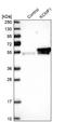 ZZZ1 antibody, NBP1-84283, Novus Biologicals, Western Blot image 