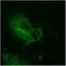 Family With Sequence Similarity 98 Member A antibody, orb2995, Biorbyt, Immunofluorescence image 