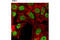 Lysine Demethylase 4A antibody, 5328S, Cell Signaling Technology, Immunofluorescence image 