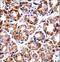 DNA Polymerase Iota antibody, LS-C163841, Lifespan Biosciences, Immunohistochemistry frozen image 