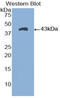 Natriuretic Peptide A antibody, LS-C297899, Lifespan Biosciences, Western Blot image 