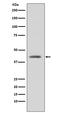 Glycogen Synthase Kinase 3 Beta antibody, M00791, Boster Biological Technology, Western Blot image 