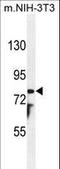 Patched Domain Containing 1 antibody, LS-C162265, Lifespan Biosciences, Western Blot image 