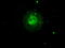 Aurora Kinase C antibody, M03809, Boster Biological Technology, Immunofluorescence image 